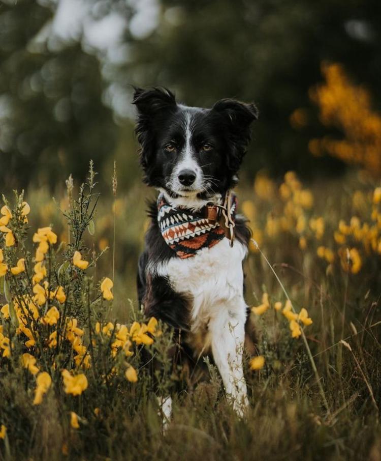 Sanación energética y comunicación telepática con animales en la naturaleza, Barcelona